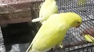 Yellow Ring Neck chicks