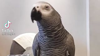 A talkative parrot.