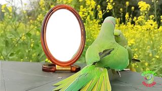 Green parrot talking amazing sound