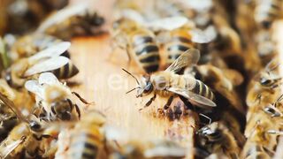 Choti makhi k Shehad ki talash/ honey bee hiyes and combs/