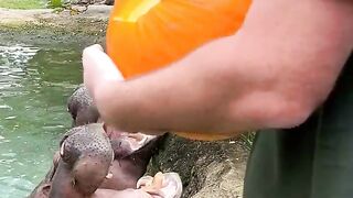 Animal Is great with Girls hand make this animal