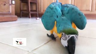 Heart-touching parrots
