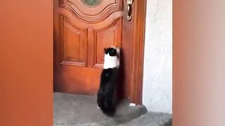 Самые смешные животные _ Приколы с котами и собаками 2023 _