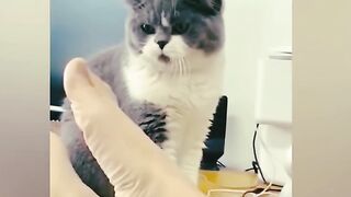 FUNNY CATS