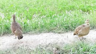 Beautiful grey Francolin amazing sound
