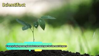 If every single person planted a tree each year for next 20 years