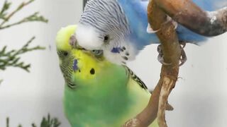 Parakeets Aviary May 2023,Parkieten Voliere Mei 2023