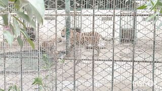 Tigers
