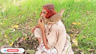Teetar ki boli teetar voice