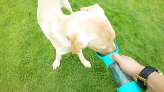 Pet Water Bottle Feeder Bowl Garbage Bag Storage Portable Pet Outdoor Travel 3 In 1 Dog Water Bottle
