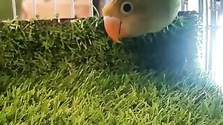 Birds lover