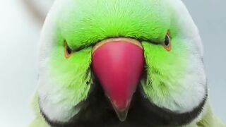 Parrots making love in Kefar,Sava Mars indian ringneck parrot crossing