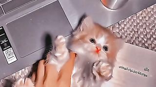 Cat short