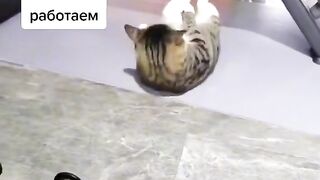 The cat is an athlete.