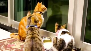 Funny cute cats and kitten are ultimate bundle of joy!????????
