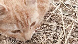 Beautiful Unique Cat
