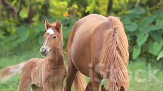 Beautiful horse