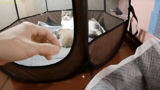 The Kitten Just Went out to play for a while and was brought back by mother cat