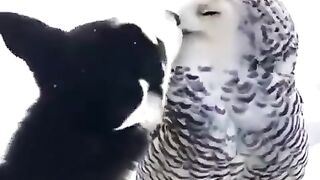 Animals so teach us..