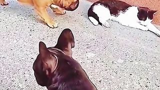Funny cat and dog???? ????