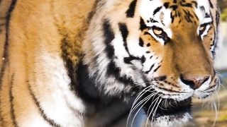 Siberian Tiger