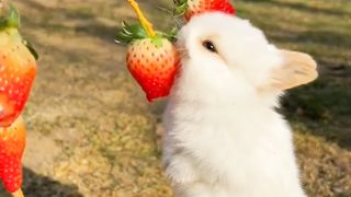 Cute Eating