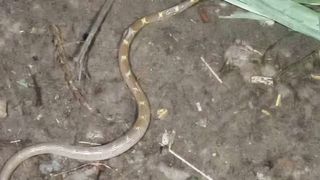 Snake video
