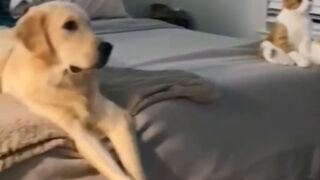 You Definitely Laugh_ I Believe In It  - Funniest Videos -- Best Part8