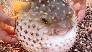 Amazing Fish Beautiful