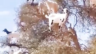 crazy goats funny