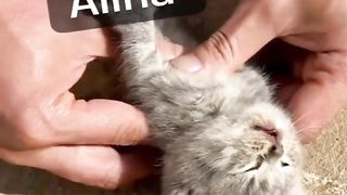 Mere rab ki shan dekho cat mar gi the but Allah pak nay zinda kar di subhanallah