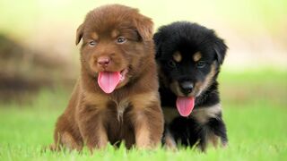 Baby Animals 4K - Amazing World Of Young Animals,Beautiful World of Cute Baby Animals,