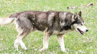 Dog video