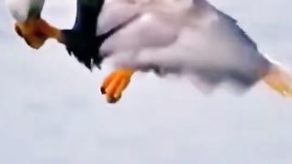 flying Bird vs Fish