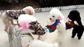 Amazing Video