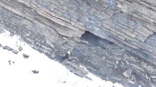 Mountain Goat Tossing Snow Leopard Falls Down From Cliff
