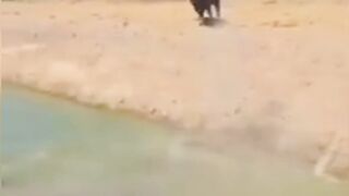 Animals awesome video