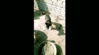 Dog video#animalvideo