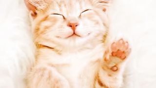 Beautiful cats | Animals helps | Pak zone | All updates | Pakistan 2023 |