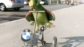 Funny bird riding ????