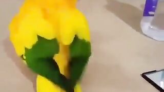 funny parrot | funny videos  follow