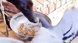 Funnycats