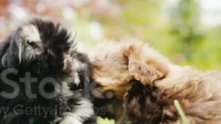 Baby dogs
