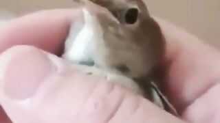 Baby Bird