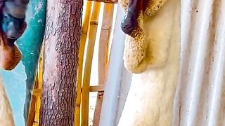 Birds video