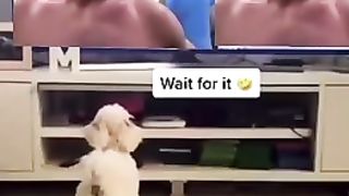 Funny animals - Funny cats / dogs - Funny animal videos Pats 3