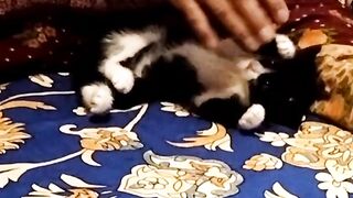 funny adorable cats animals videos /can't stop laugh Funniest Animals ? - Best Of Funny Animal Videos ? - Cutest Animals2023