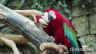 Parrot talk everything/ Budgies Parrots colony makes better benefit than cages