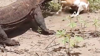 Komodo dragon hunts and swallows a poor goat