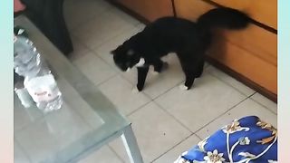 Funniest Animals ? - Best Of Funny Animal Videos ? - from funny animals world